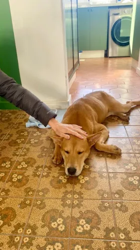 Cachorrinha para adoção 