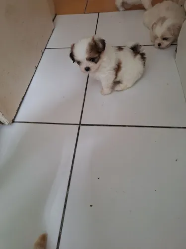 Cachorrinho lihsa filhotes