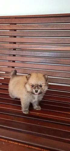 Filhote macho de Spitz