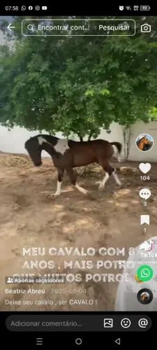 Vendo cavalo mangalarga machado