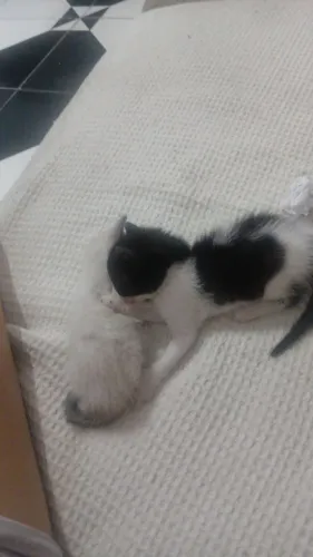 Doação de dois gatinhos