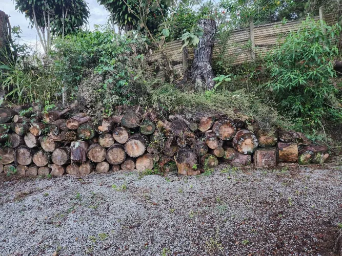 Madeira, lenha troncos para doação