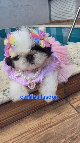 Shih tzu macho e fêmea disponível.