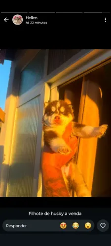 Filhote de husky