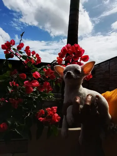 Filhotes de chihuahua machos