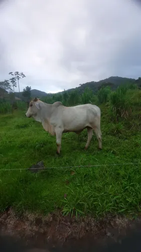Touro nelore/bhama.