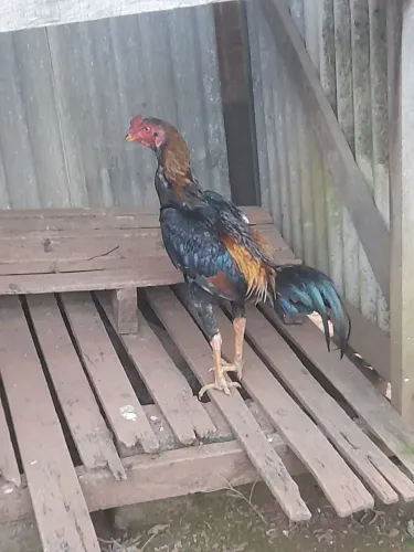 Galo Indio