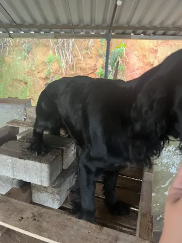 Pet