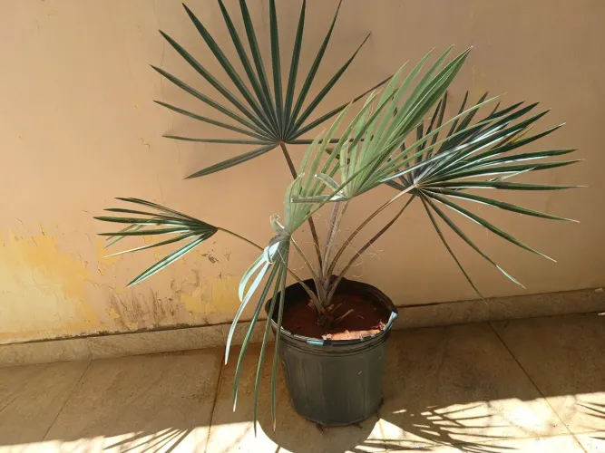 Palmeira Azul