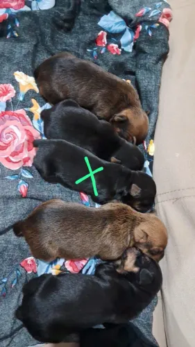 Filhotes de pinscher 