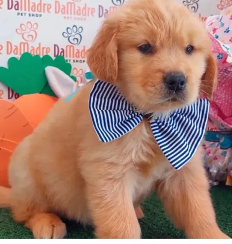 Doação de Golden Retriever