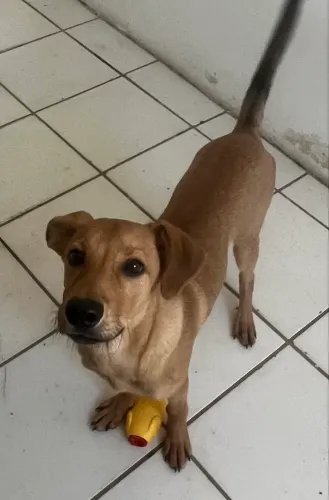 Doação consciente cachorrinho caramelo
