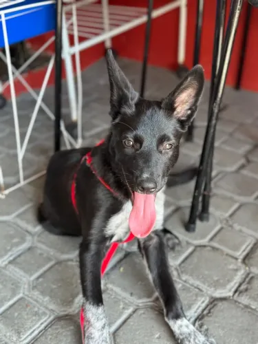 Doação Border Collie