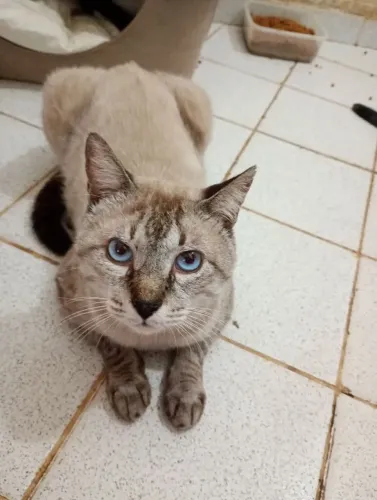 Gatinho siamês castrado para adoção 
