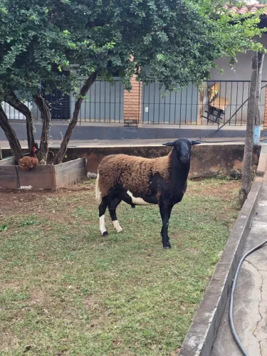 Carneiro a venda