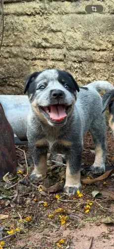 Blue heeler