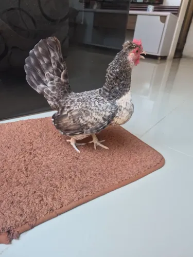 Mini garnize
