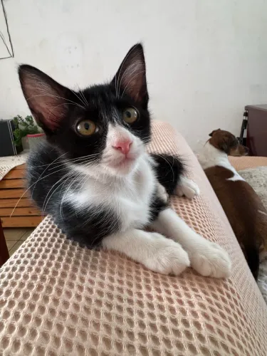 Gatinha para adoção 