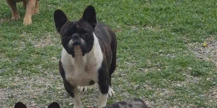 Fêmea adulta de bulldog francês não é castrada