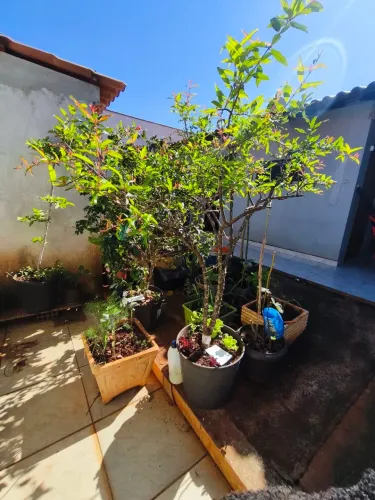 Muda de Romã altura 150cm