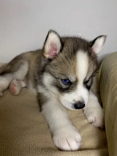 Husky Wooly