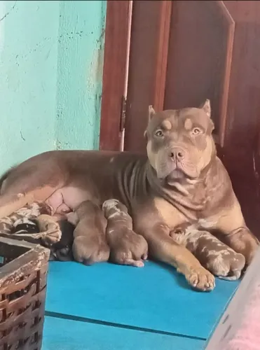 Pitmonster Fêmea 