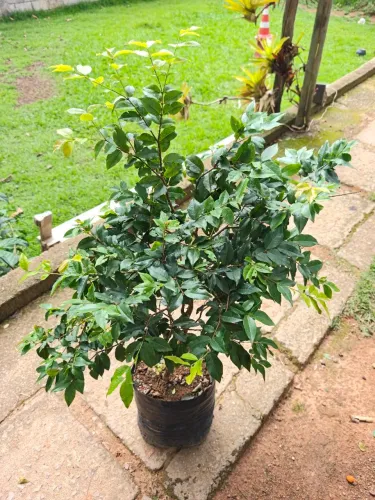 Jabuticaba híbrida