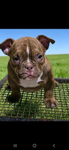Filhote American Bully Micro