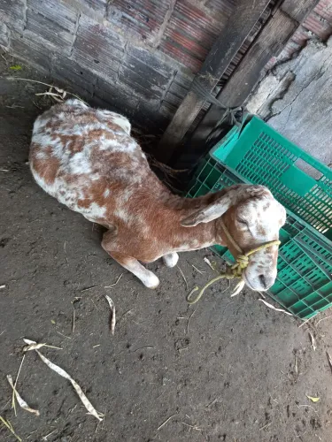 Ovelha prenha