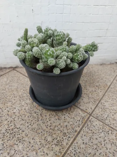  Cacto Dedal (Mammillaria) - Planta Linda e Fácil Cuidado - Vaso 13cm  
