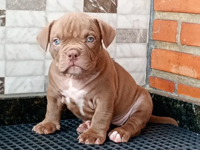 American Bully filhotes