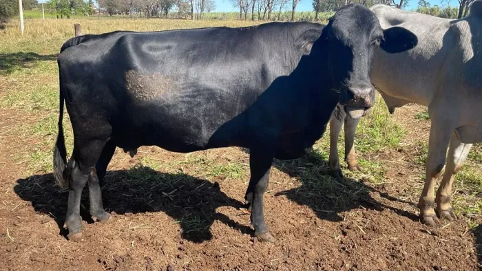 Vaca leiteira