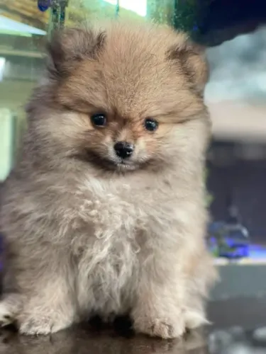 Spitz Alemão Filhote