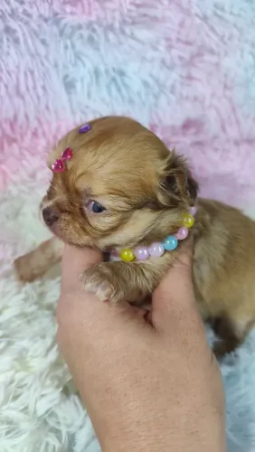 CHIHUAHUA pêlo longo fêmea e macho Isabela chocolate diluído