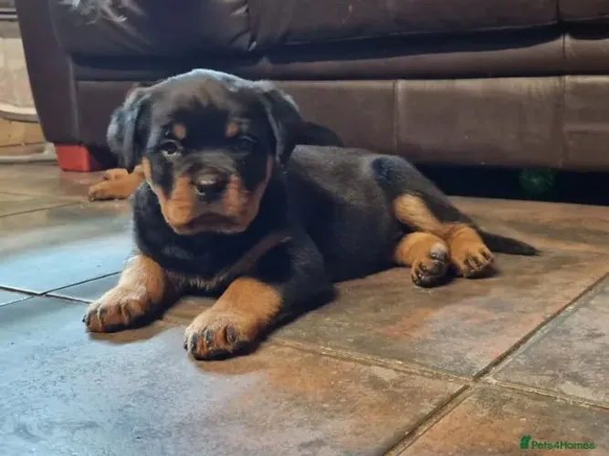 Filhotes rottweiler linhagem selecionada saudável dócil e ativa