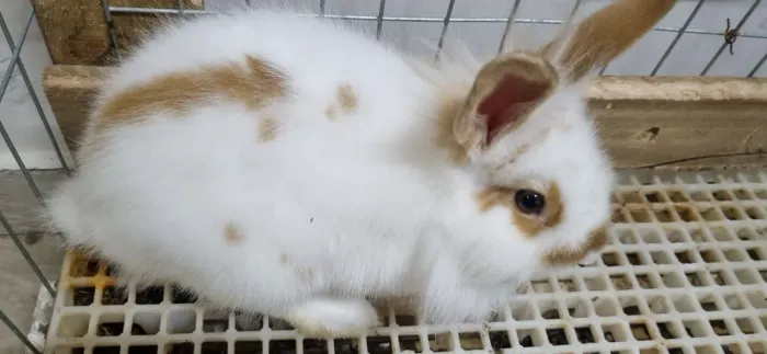 Coelho mini Lion