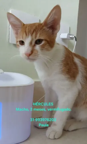 Lindo gatinho para adoção! Leve para seu lar esse amor!