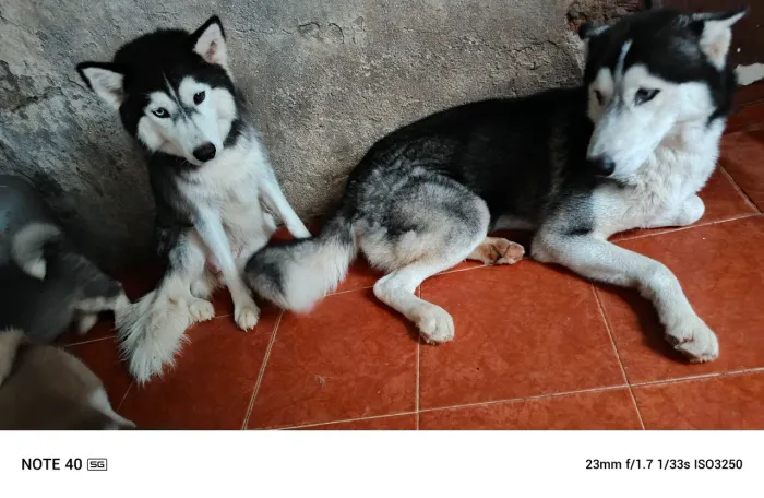 Casal de husky