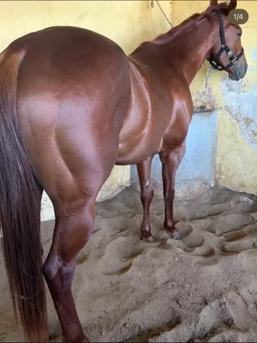 Potro quarto de milha