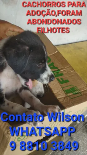 Cachorro pra doação 