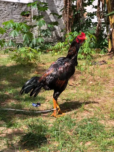 Galo barbudo pra vender