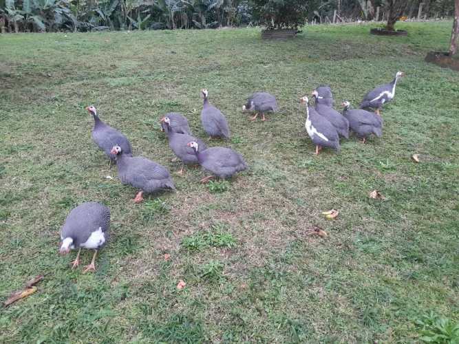 Vendo angolistas