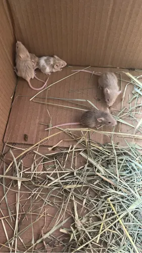 Topolinos camundongos TERESOPOLIS 