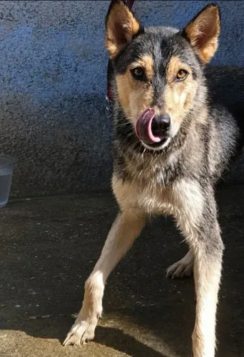 Husky siberiano fêmea (1 ano)