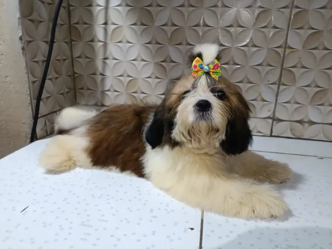 Linda fêmea de Shihtzu 