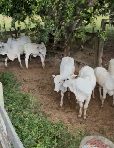 Vacas Nelore 
