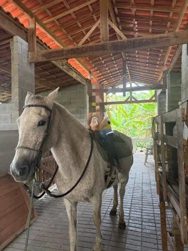 Égua mangalarga marchador