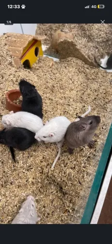 Esquilo da Mongólia/ gerbil/ gerbo