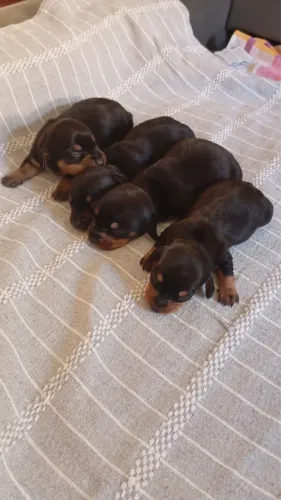 Basset duchshund mini