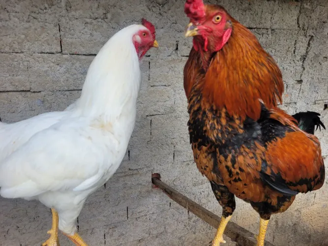 Galos e galinha novos